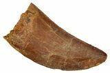 Serrated Carcharodontosaurus Tooth - Real Dinosaur Tooth #341117-1